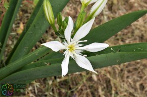 Pancratium illyricum (3).jpg